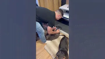 Джесика беременна!! Бронь на щенков открыта, быстро разбирают успевайте!))) для брони +79807427894