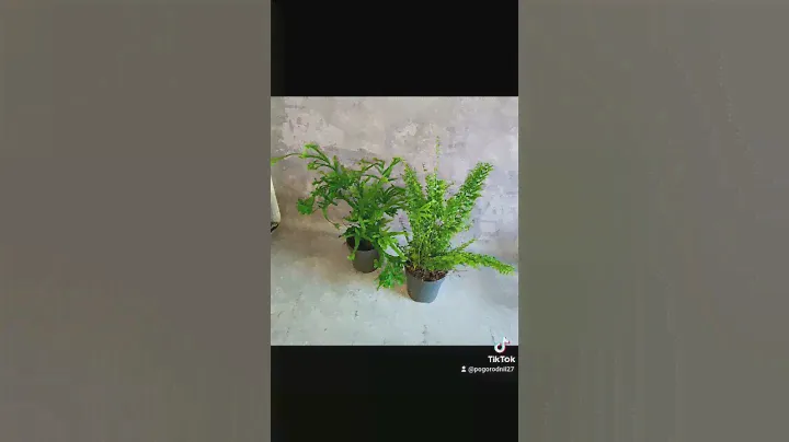 Папоротник микс, цена 150 гривен любой! Бронь в вайбер 0996782355 #папоротник #погородний
