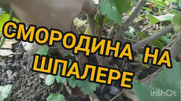 Смородина На Шпалере. Обрезка. Йонкер Ван Тетс.