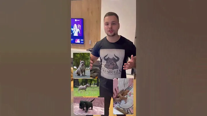 Открыта бронь на щеночков Американского булли Есть готовые к переезду) цены не кусаются +79807427894