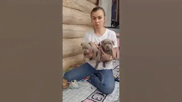 Продолжаем знакомить вас с малышами от AlfaBulls!)Бронь открыта За покупкой +79807427894